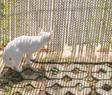 kedi ve zincir kapı