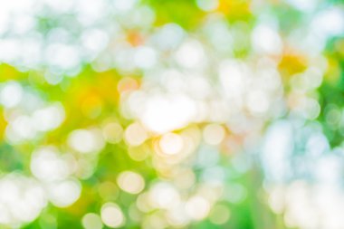 Yeşil ağaç renk yaz arka plan için soyut bokeh görüntü bulanıklığı.