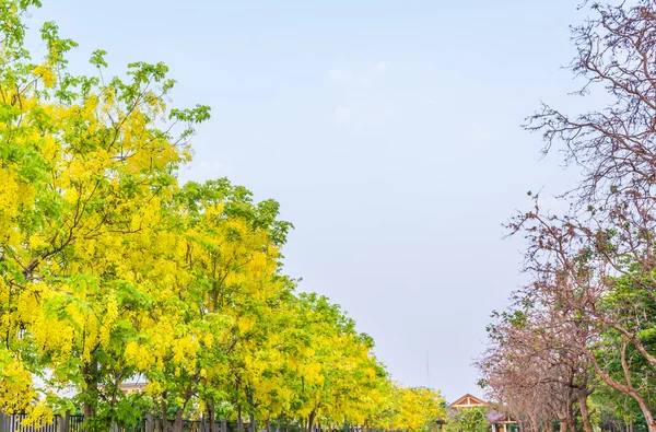 Bild Einer Goldenen Duschblume Cassia Fistel Chiang Mai Thailand Zur — Stockfoto