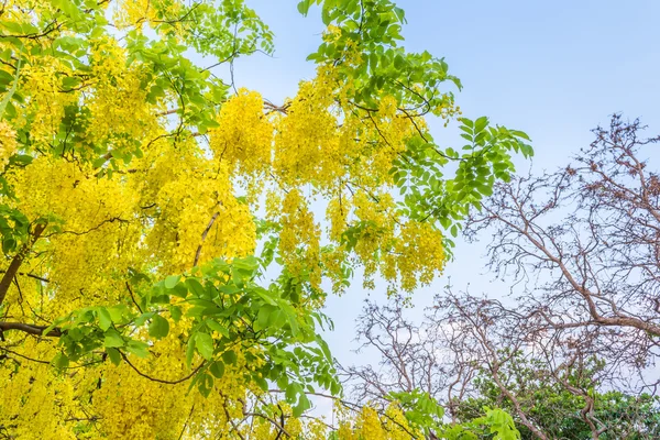 Image Golden Shower Flower Cassia Fistula Chiang Mai Thailand Background — Stock Photo, Image