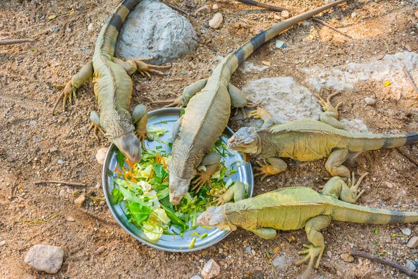 Selective Focus Image Reptile Iguana Eating Vegetable Plate — Stock Photo, Image