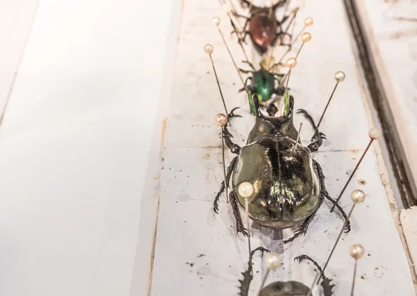 Colección de insectos — Foto de Stock