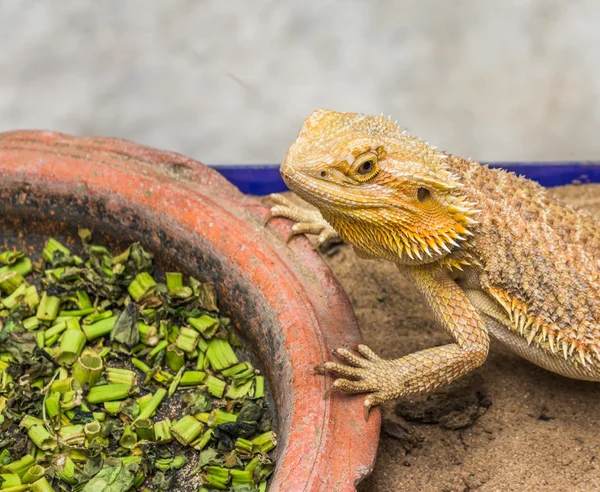 Drago barbuto — Foto Stock