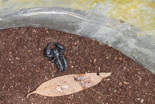 Scorpion on ground — Stock fotografie