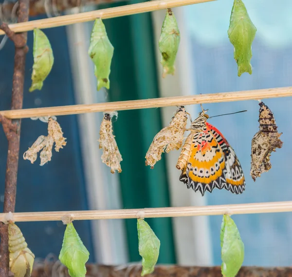 Butterfly larva — Stock Photo, Image