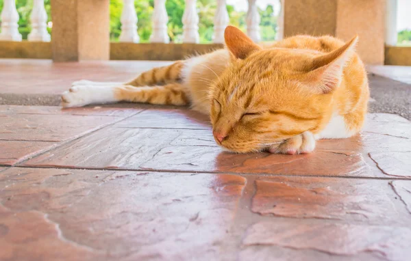 Moody Cat Lying Coridor — Stock Photo, Image