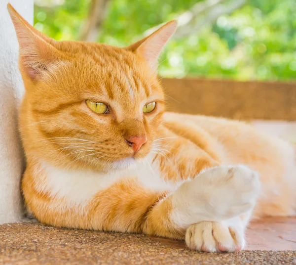 Moody Cat Lying Coridor — Stock Photo, Image