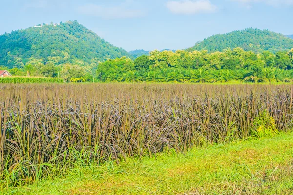 Imagen de campo de arroz y cielo azul claro para uso de fondo  . — Foto de Stock