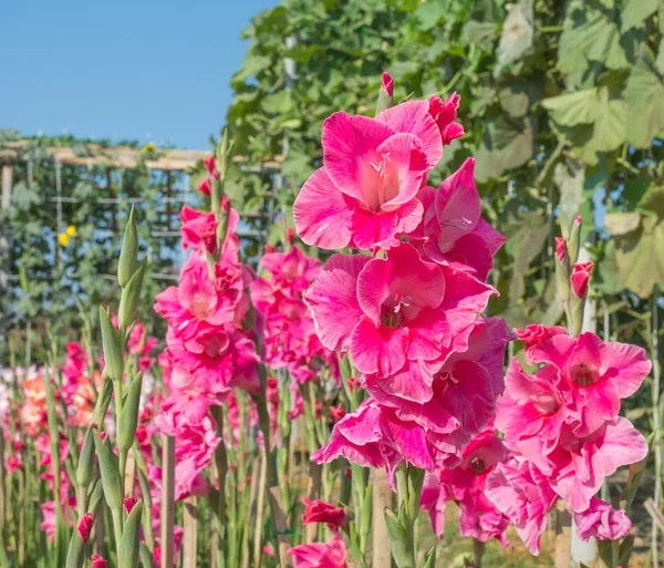 Grup mor Glayöl çiçek.
