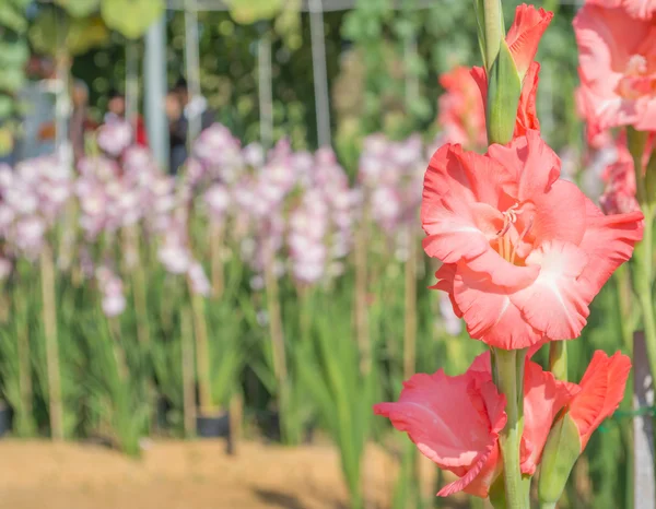 Grupo de flor de gladiolo . —  Fotos de Stock