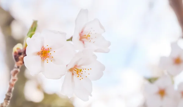 Sensoji Temple, Japan, med ett moln och blå himmel . — Stockfoto