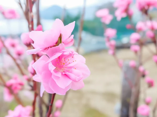 Bilden av plommon blomma med blå himmel bakgrund. — Stockfoto