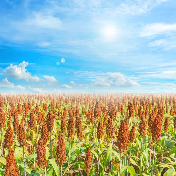 Bilden av sorghum fältet och klarblå himmel för bakgrunden användning. — Stockfoto