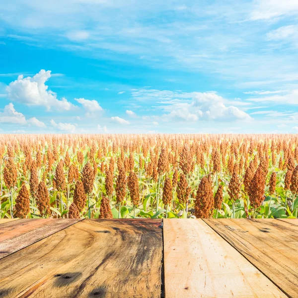 Afbeelding van sorghum veld en heldere blauwe hemel voor achtergrond gebruik. — Stockfoto