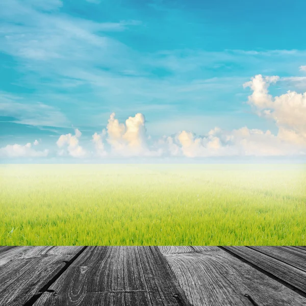 Рисове поле і блакитне небо — стокове фото