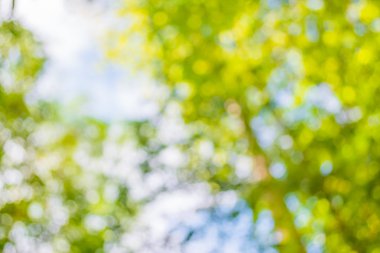 Ağaç yeşili arkaplanının soyut Bokeh 'inin bulanık resmi .