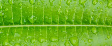 close up shot of plumeria leaf.