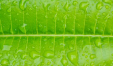 blur image of plumeria leaf.