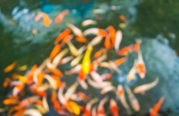 鯉をぼかし — ストック写真