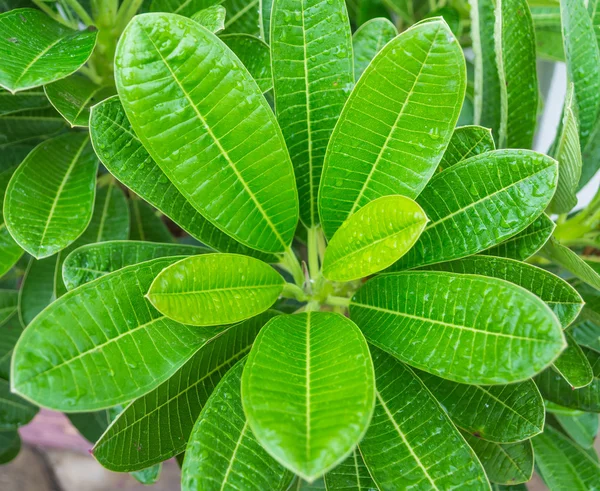 Gros plan de plumeria shoot — Photo