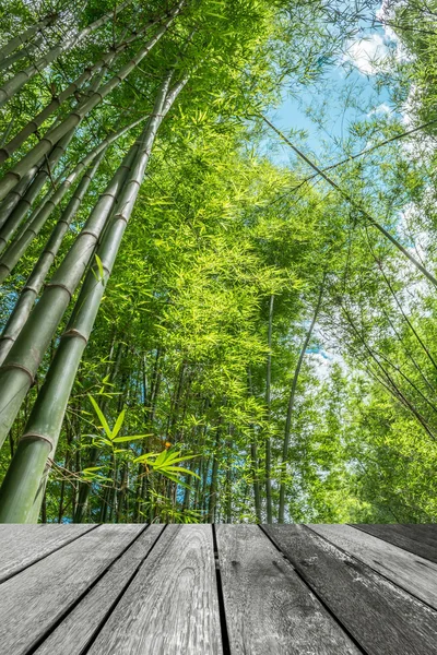 Foresta Bambù Verde Con Luce Del Sole Mattutina — Foto Stock