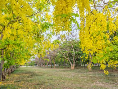 görüntü arka plan kullanım için Chiang Mai Tayland altın duş çiçek (Cassia fistül).