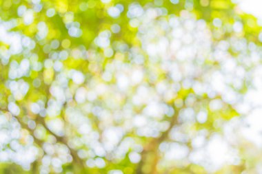 Ağaç yeşili arkaplanının soyut Bokeh 'inin bulanık resmi.