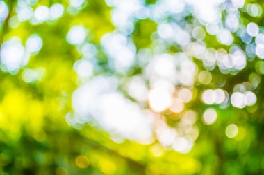 Ağaç yeşili arkaplanının soyut Bokeh 'inin bulanık resmi .