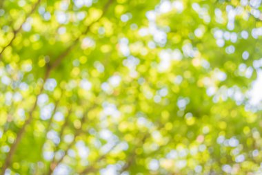 Ağaç yeşili arkaplanının soyut Bokeh 'inin bulanık resmi.