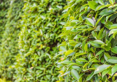 görüntü arka plan kullanım gün süre duvarda yeşil yaprak.