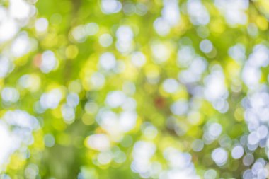 Ağaç yeşili arkaplanının soyut Bokeh 'inin bulanık resmi.