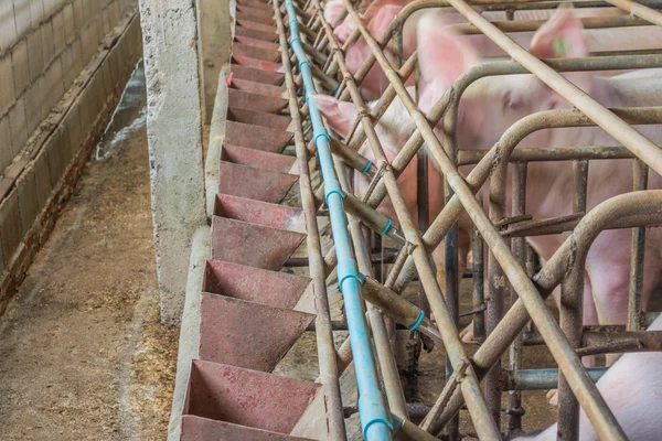 パドックで屋内の汚れた養豚場の長時間露光画像 — ストック写真