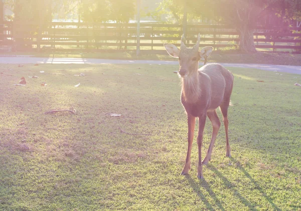 Uma silhueta de um veado em pé no campo — Fotografia de Stock