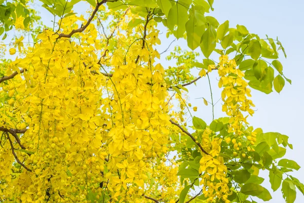 Imagem Flor Chuveiro Dourado Cassia Fistula Chiang Mai Tailândia Para — Fotografia de Stock