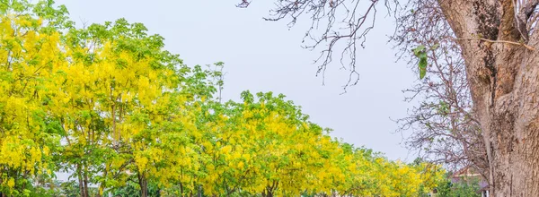 Bild Einer Goldenen Duschblume Cassia Fistel Chiang Mai Thailand Zur — Stockfoto