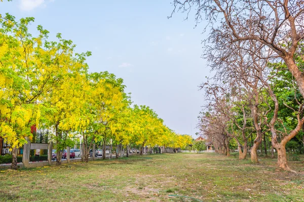 Imagem Flor Chuveiro Dourado Cassia Fistula Chiang Mai Tailândia Para — Fotografia de Stock