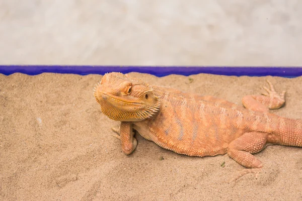 Kép Szakállas Sárkány Pogona Vitticeps Homokon — Stock Fotó