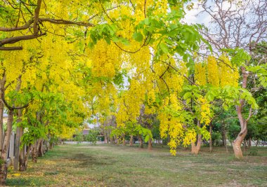 görüntü arka plan kullanım için Chiang Mai Tayland altın duş çiçek (Cassia fistül).