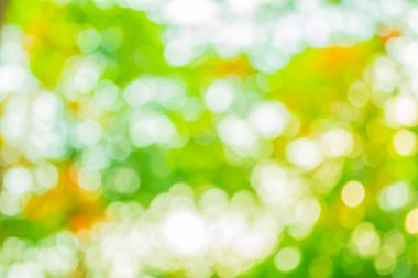 Yeşil ağaç renk yaz arka plan için soyut bokeh görüntü bulanıklığı.