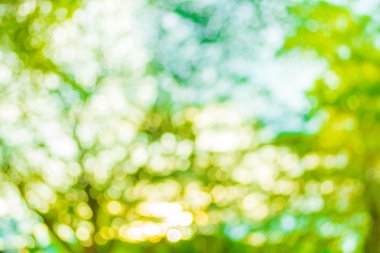 Yeşil ağaç renk yaz arka plan için soyut bokeh görüntü bulanıklığı.