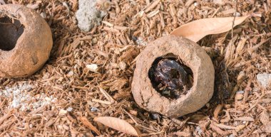 görüntü gübre böcekler yere öldü