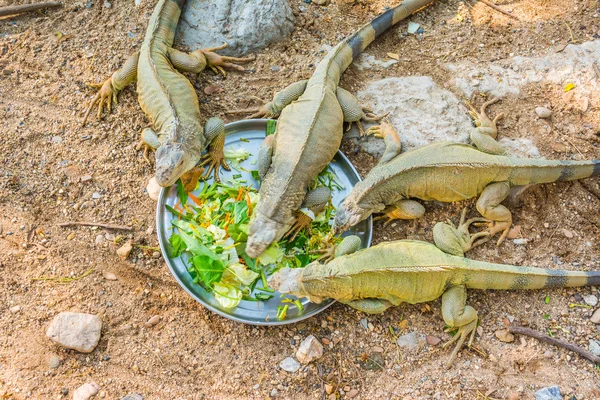 Selective Focus Image Reptile Iguana Eating Vegetable Plate — Stock Photo, Image
