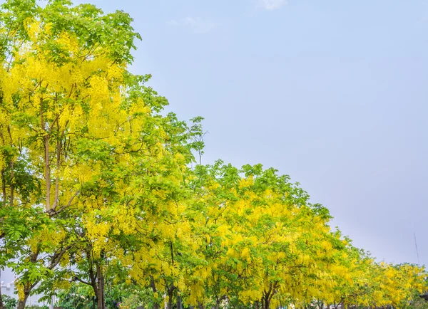 バック グラウンドの使用のタイのチェンマイでのゴールデン シャワー花 カッシア瘻 の画像 — ストック写真