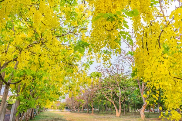 Kép Arany Zuhany Virág Cassia Sipoly Chiang Mai Thaiföld Háttér — Stock Fotó