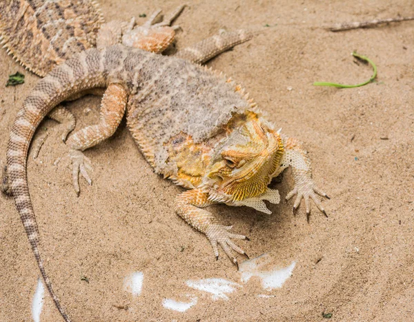 Dragon barbu sur sable — Photo