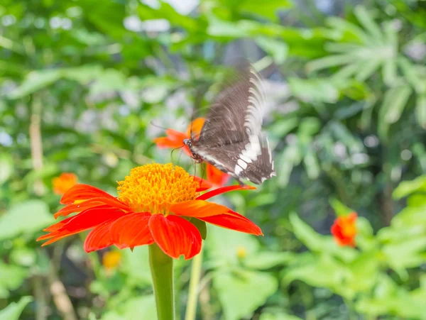 Unschärfe Auf Schmetterlingsbild Der Mexikanischen Sonnenblume Orange Farbe Blume Tag — Stockfoto