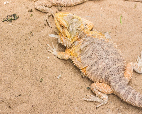 Bearded Dragon on sand — Stock Photo, Image