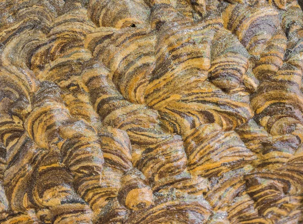 Wesp nest textuur — Stockfoto