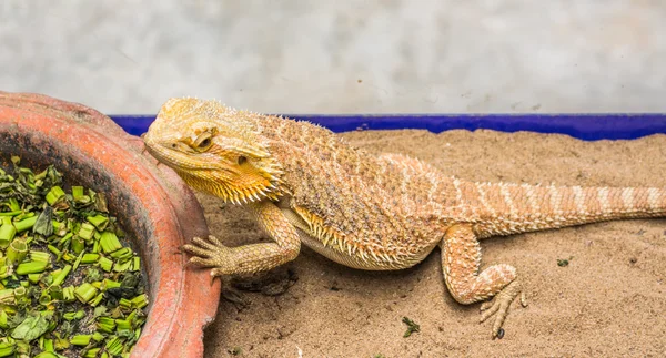 Dragón barbudo en la arena — Foto de Stock