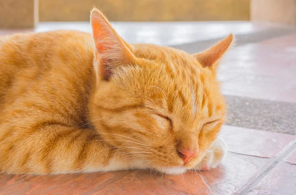 Pretty cat sleep in outside the house image — Stock Photo, Image